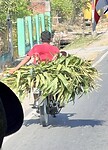 IMG_6450