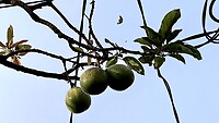 IMG_6495