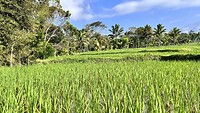 IMG_6505