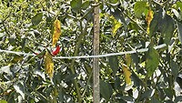 IMG_6521