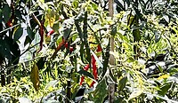 IMG_6523