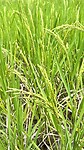 IMG_6587