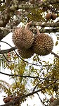 IMG_6606