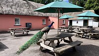 IMG_8965