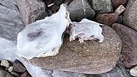 IMG_9138