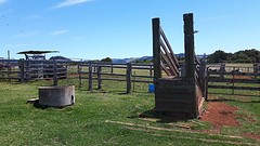 On  the farm