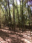 IMG_5263