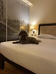Milo in het hotel
