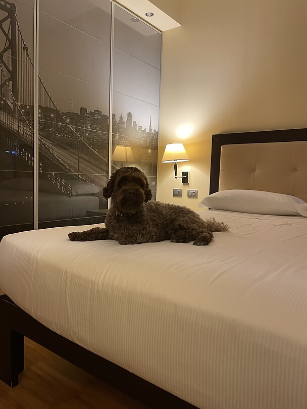Milo in het hotel