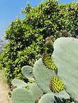 Onbeschreven cactus