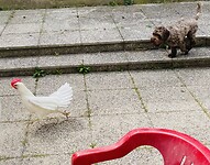 Hunting Milo