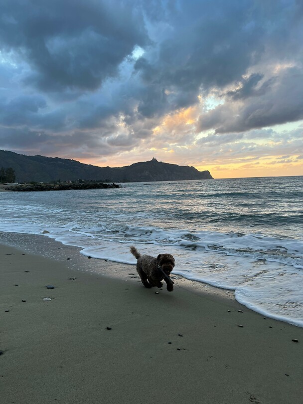 Milo op het strand
