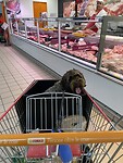 Milo bij de slager