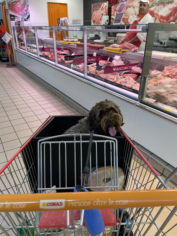 Milo bij de slager