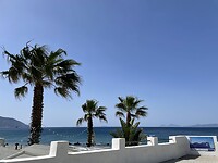 Palm