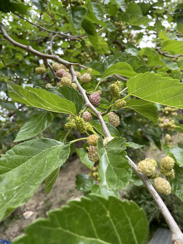 Moerbei