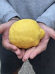 Citroen uit eigen tuin