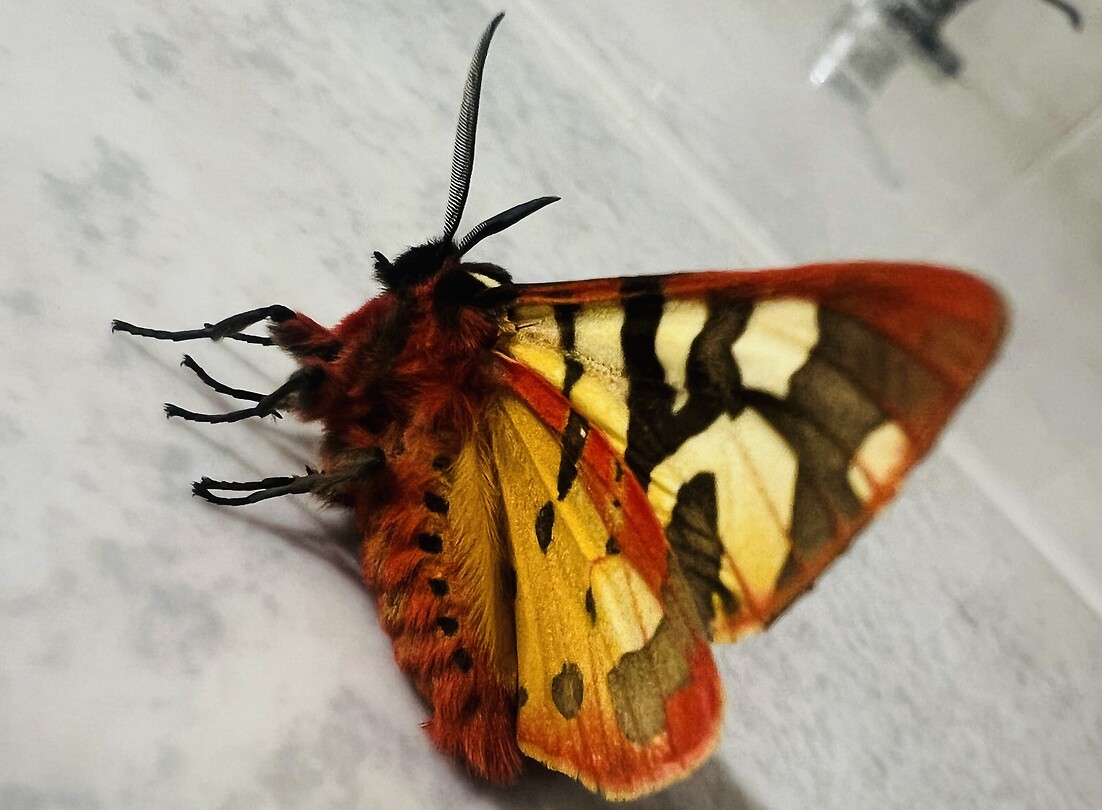 Vlinder
