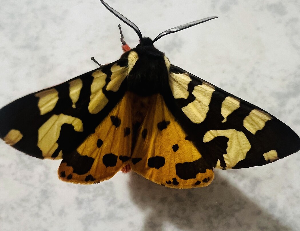 Vlinder 2
