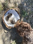Mandje kittens
