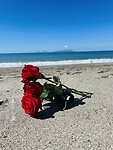 Rode rozen