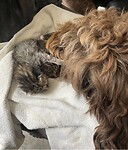 Kittens, rozen en een octopus