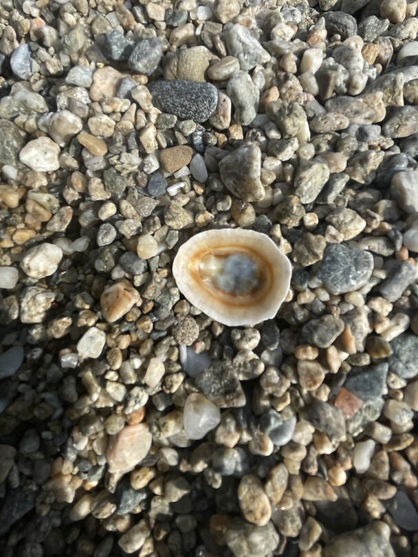 Schelpje