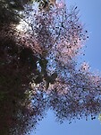 In de botanische tuin