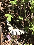 Vlinder