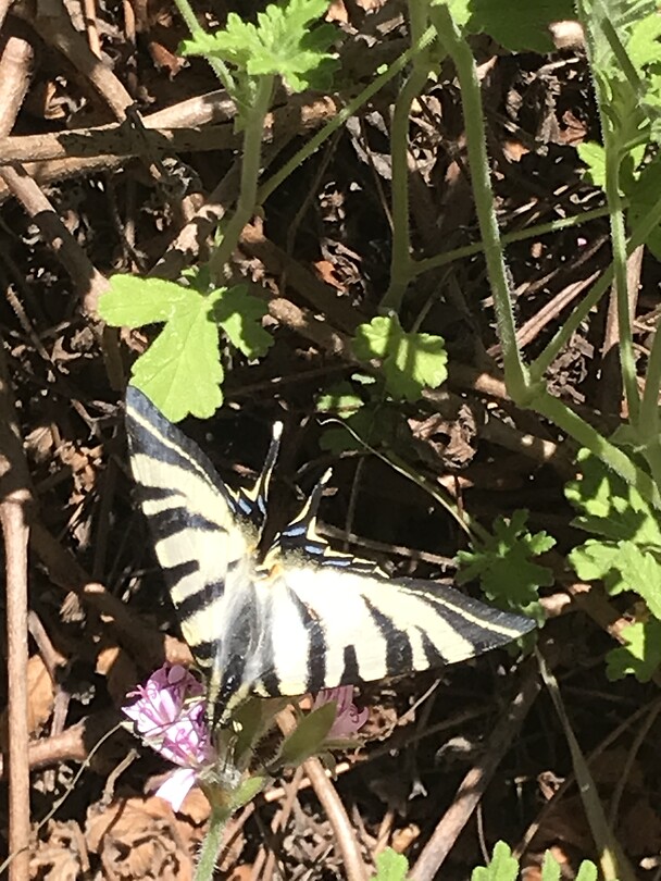 Vlinder