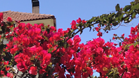 Bougainville