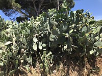 Bloeiende cactus