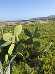 Cactus langs het strand van Manibeach