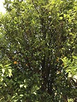Sinaasappels aan de boom