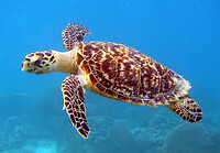 Carretschildpad