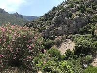 Oleander
