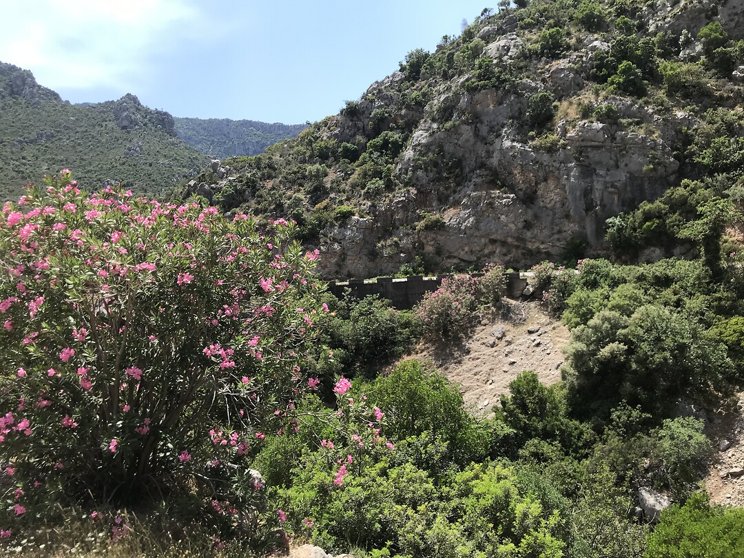 Oleander