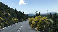 Geurende brem langs de weg