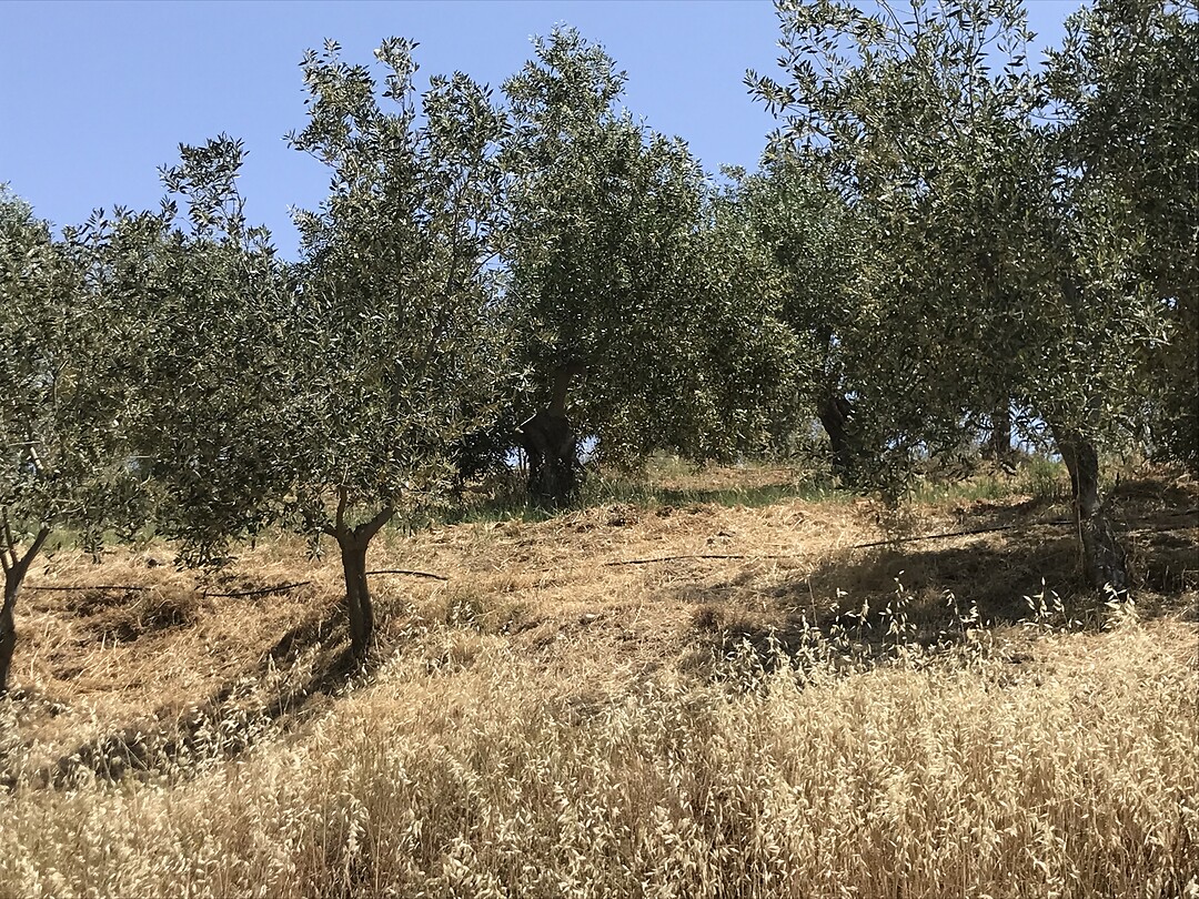 Olijfbomen 🫒