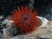 Rode paardenanemoon. Actinia equina