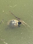 Schildpad