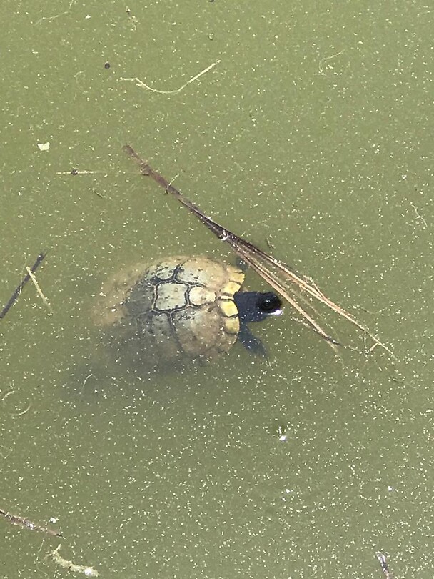Schildpad