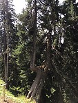 Bijzondere bomen