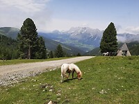 Pony