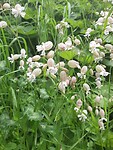 Witte bloemen