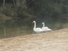 2 Schwaene Venlo