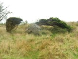 Groeien zo door de wind