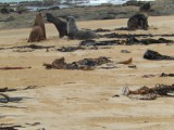 Seals