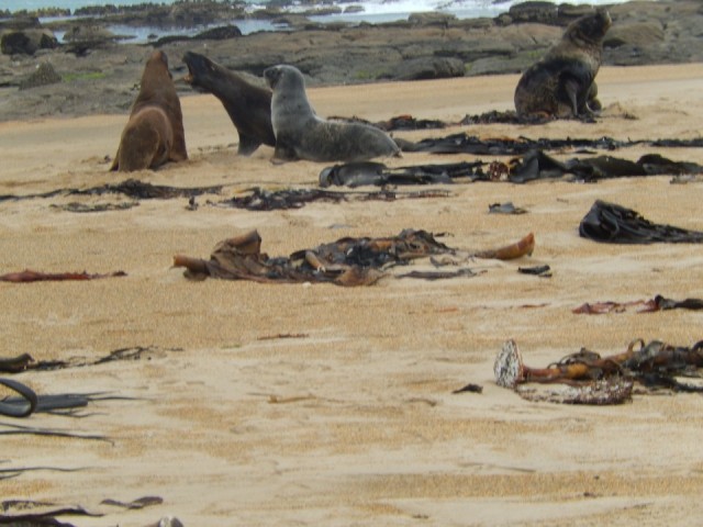 Seals