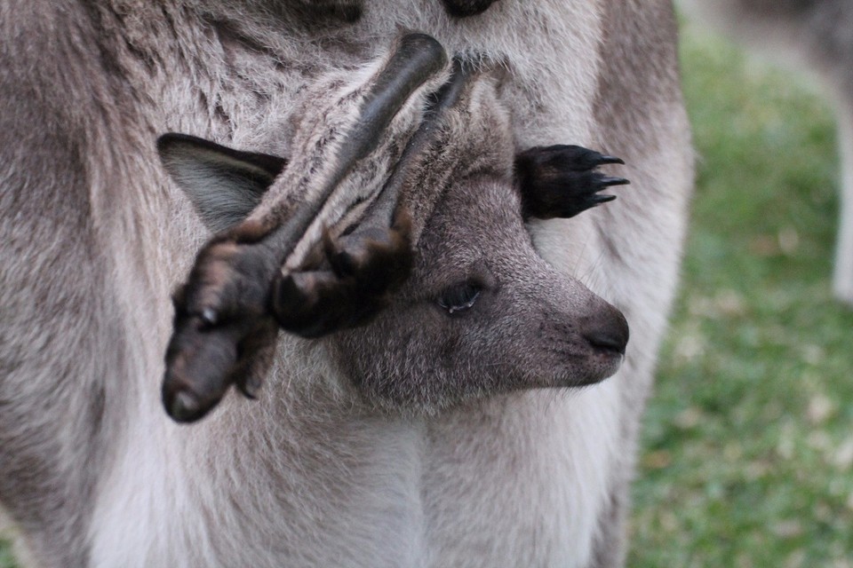 baby kangoeroe in buidel | Foto | Mirjam sijtsma’s reisblog